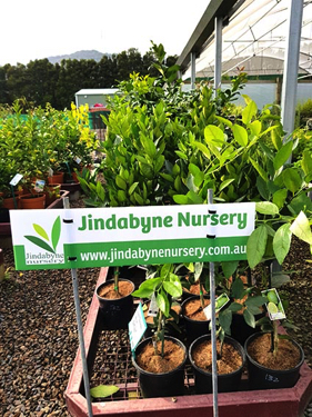 jindabyne nursery display
