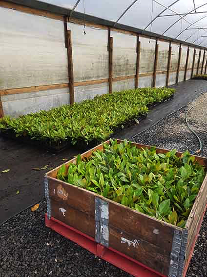 About Jindabyne Nursery