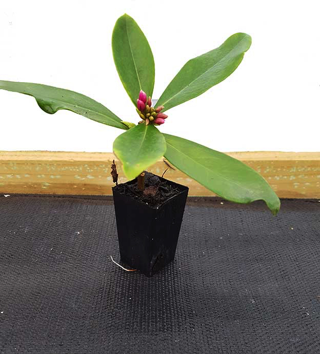 daphne plant