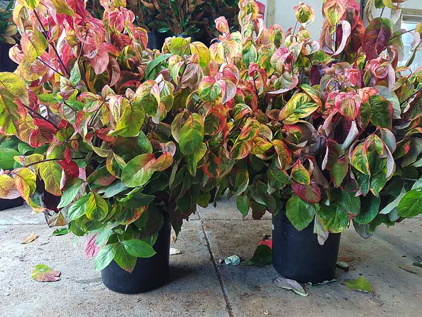 dogwood plants