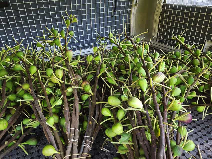 fig tree foilage