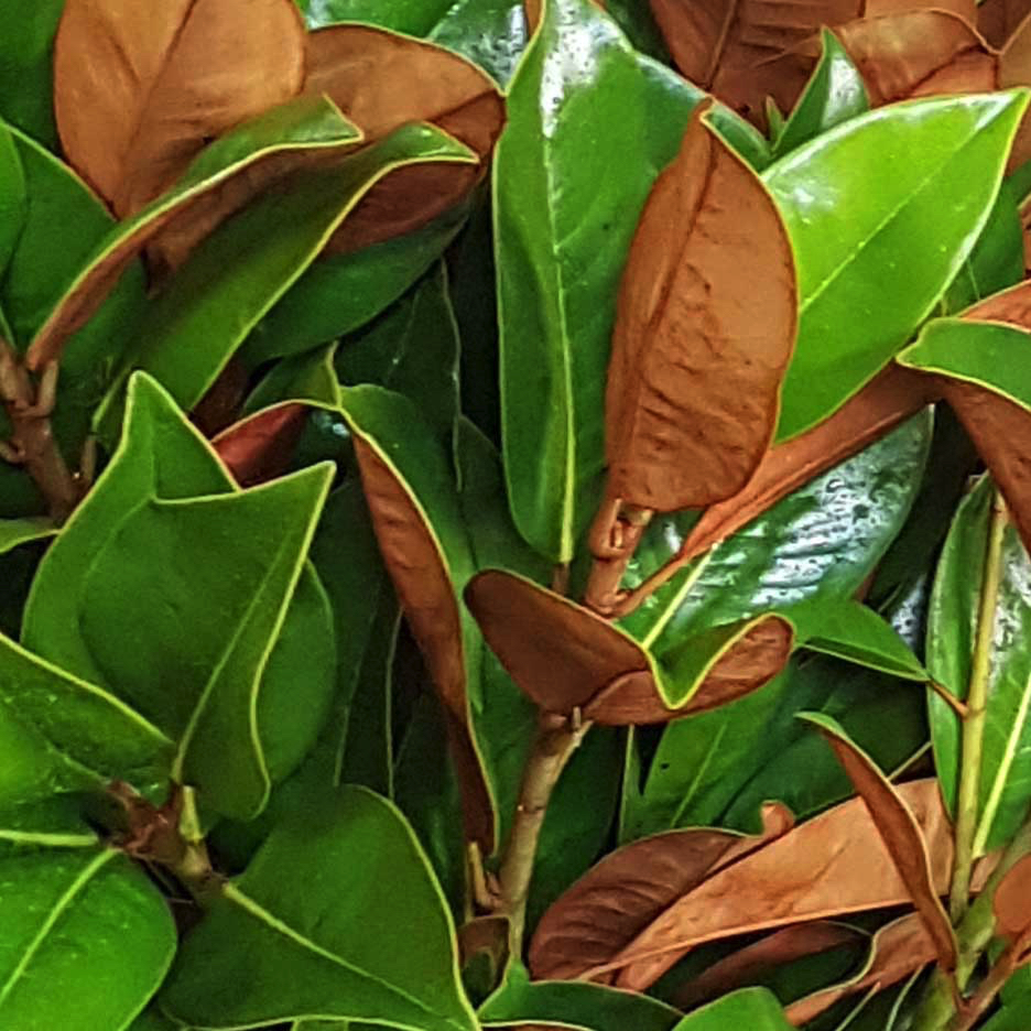 magnolia foilage