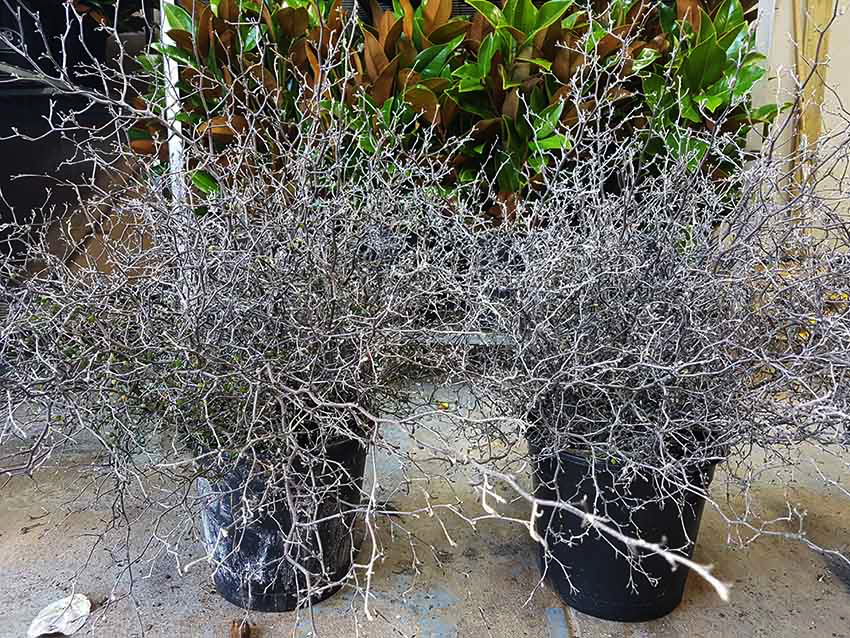 wild wood foilage