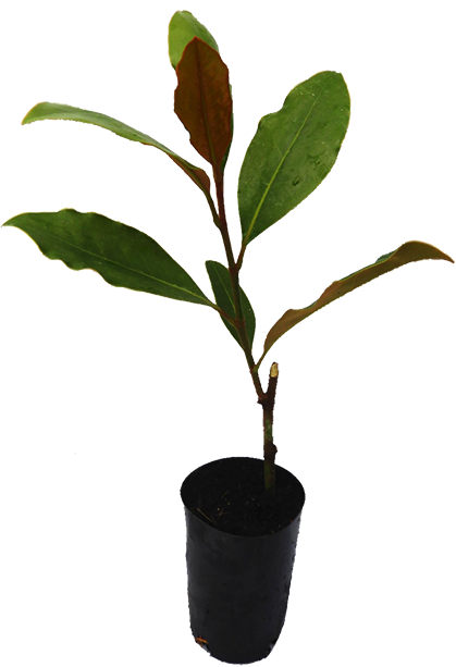 LITTLE GEM MAGNOLIA 