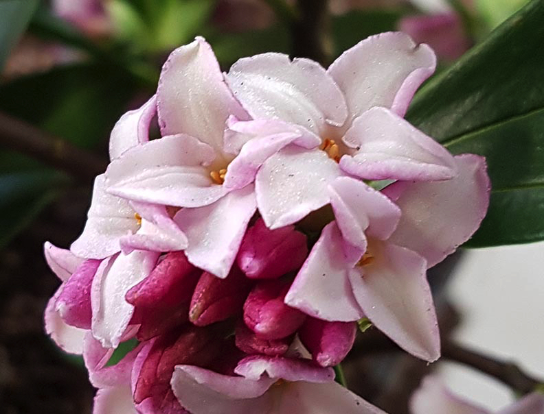 Daphne