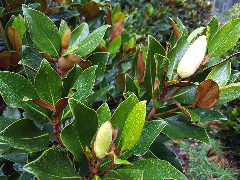 Magnolia Grandiflora - Little Gem