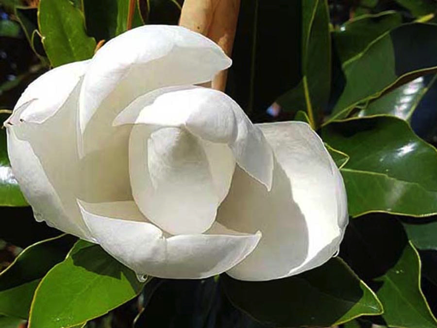 Exmouth magnolia