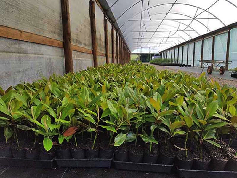 Jindabyne Nursery Tunnel