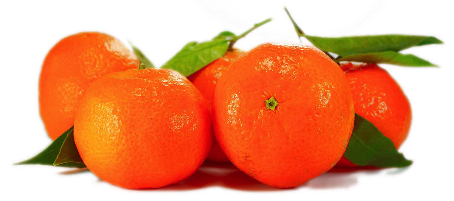 Citrus Fruit Plants